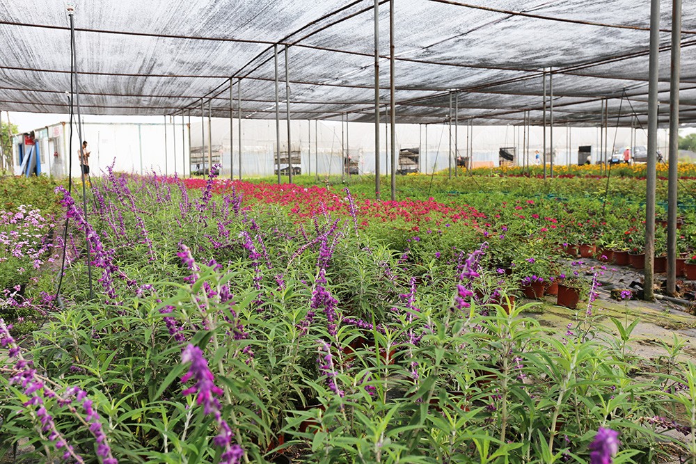 今年会jinnianhui园林绿化维护